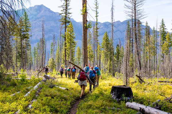 A group of volunteers hike in a line along a thin trail as they make their way to their work site, where they will be doing trail work for the day. Thin trees cover the trail ahead of them, and in the distance are the silhouettes of vast mountains. The clear blue sky overhead promises a sunny day.