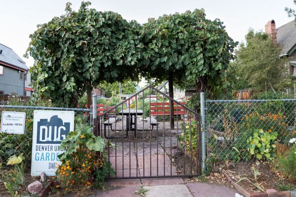 The gated entrance to DUG’s community garden. A canopy of green leaves hangs above the gate like an awning.