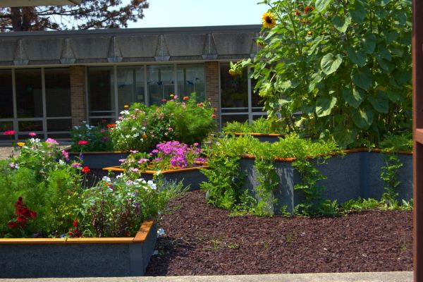 A butterfly garden is in full bloom with bright pink, red, and white native plants and wildflowers. The Garden Club has high hopes that this garden becomes a haven for pollinators for many years.