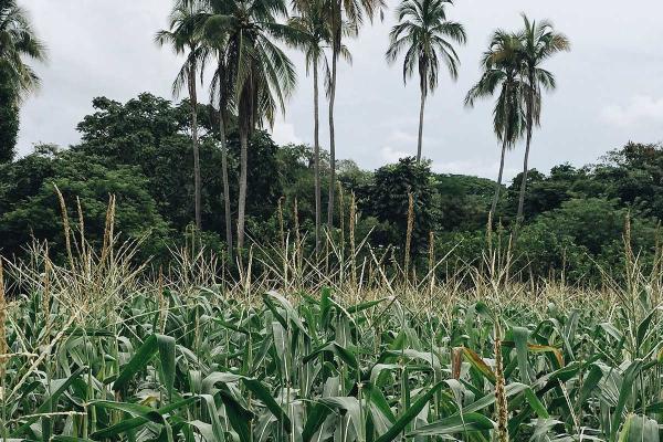 Corn field in La Villa de Los Santos, Panama. Photo by Pablo García Saldaña on Unsplash