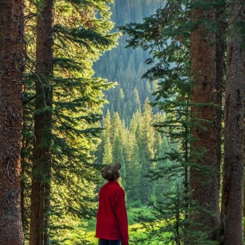 A teen in a bright red jacket stands on a trail amidst vast trees and gazes upward, taking in the sights and sounds of the towering forest surrounding him. While he stands in the shade, warm sunlight brightens the forest scenery before him.