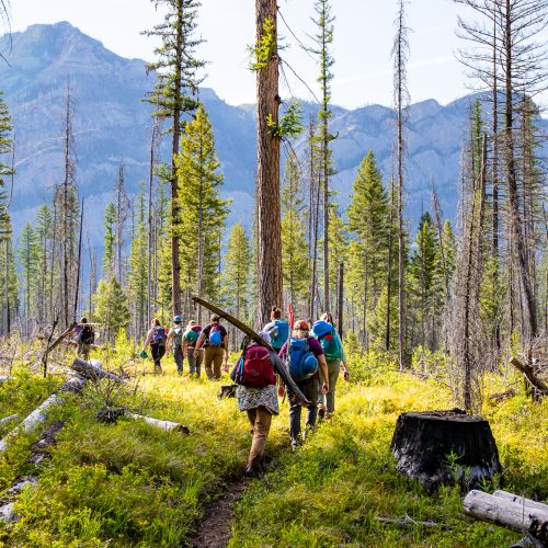 A group of volunteers hike in a line along a thin trail as they make their way to their work site, where they will be doing trail work for the day. Thin trees cover the trail ahead of them, and in the distance are the silhouettes of vast mountains. The clear blue sky overhead promises a sunny day.