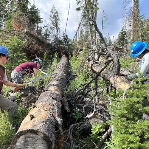 Three participants who are part of Girls in the Bob wear safety helmets as they inspect a fallen tree trunk. Around them are an abundance of more trees, some of which have also fallen. This tree observation is a feature in the Bob affinity space program, which is offered to girl-identifying teenagers interested in learning wilderness skills.