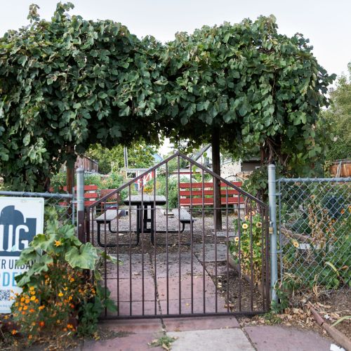 The gated entrance to DUG’s community garden. A canopy of green leaves hangs above the gate like an awning.