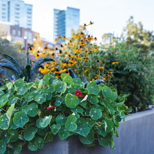 Concrete garden plots are full of various heights of green plants, some with red and others with yellow flowers. The city skyline can be seen in the background.