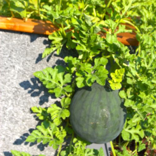 A small watermelon is growing and is surrounded by bright green foliage. The watermelons are a favorite amongst consumers and squirrels! 