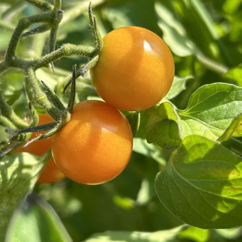 A cluster of three bright orange sungold tomatoes await harvesting. The Garden Club grew and harvested four different varieties of tomatoes; sun gold, chocolate sprinkles, bumble bee, and lucky tiger. The best harvest was an impressive 26 lbs of tomatoes!