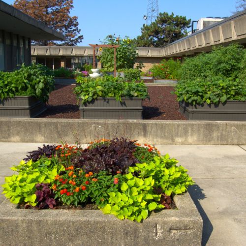 In this courtyard garden, a vibrant flower bed with red flowers and dark and light green foliage is in the foreground, with rows of vegetables growing in raised beds  behind the flower bed. There are a total of 14 raised vegetable beds in this garden. In the background is a butterfly garden.