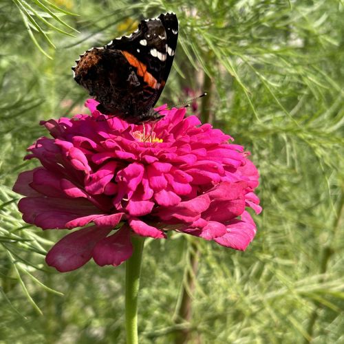 A black butterfly with red and white markings on its wings alights on a bright pink zinnia flower. The consumers express their pride in supporting an ecosystem that nurtures and sustains pollinators.