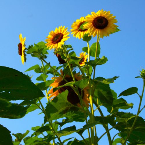 A grouping of bright yellow sunflowers in bloom stand tall at the center of the butterfly garden as a symbol of community, hope, and resilience. 