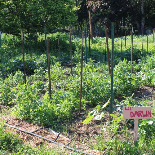 Shrouds of green burst from the planted rows that make up one of GRuB’s many gardens. A small, wooden sign at the corner of the garden reads “Lil Darwin” in red paint. Beyond Lil Darwin are more rows of plants that combine to look like a sea of green. Amidst the sea is a tree that looms over the plants and provides shade.