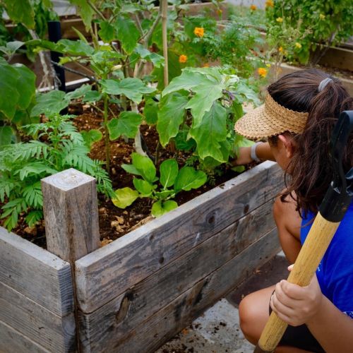 A young person wearing a sun visor and holding a garden tool kneels at a raised vegetable bed in full bloom.