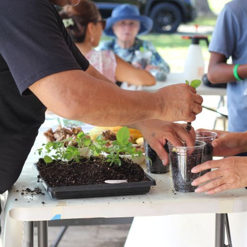 A man pots seedlings from a tray into some plastic cups held by a woman on the other side of the table. In the background, other people also carry cups of seedlings.