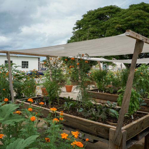 The garden contains raised vegetable beds full of plants, covered on top by an elevated shade canopy. In the background, potted plants are spaced out along the pavement.