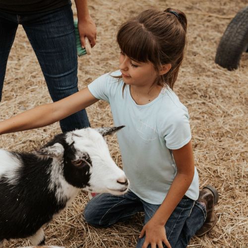 A young girl in a blue T-shirt is kneeling on hay while brushing the back of a black and white colored goat.