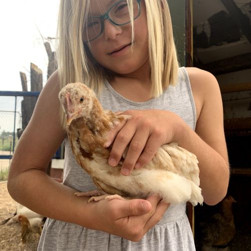 A young girl in a grey dress and light blue glasses tilts her head and smiles at the camera while holding a light brown and white chicken.