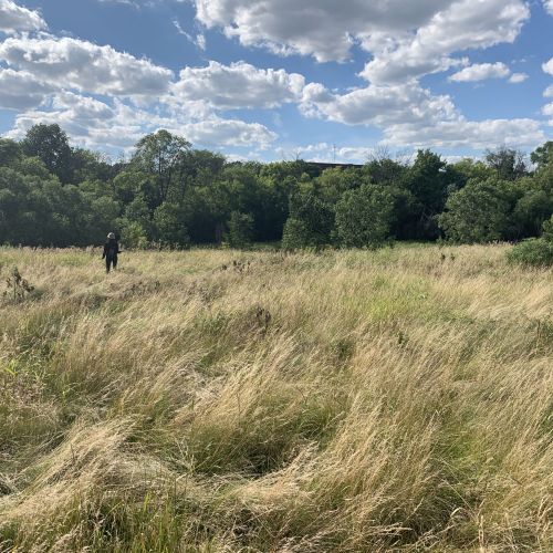 A bright blue and cloudy sky stretches over a wide, open field, which looks like a sea of grass rippling in the breeze. At the far edge of the grassy field is a line of dense trees. A person stands in the distance, facing toward the treeline in the background.