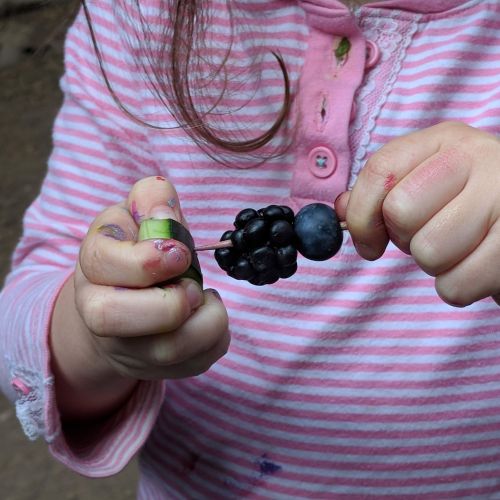 A child in a pink striped top with berry-stained fingers skewers a piece of fruit with a toothpick, which already holds a blueberry and a blackberry. Healthy eating is part of the ConTiGO Approach™. Fruit kabobs using toothpicks are a fun way to build fine motor skills during nature-based therapy groups at Outdoor Kids OT.