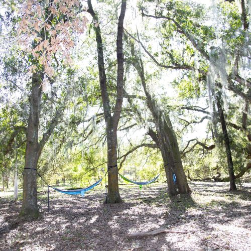 Two hammocks are hung between three large, mature trees in the forest. In the background, younger, smaller trees can be seen, as well as even larger older trees with large branches sweeping low onto the floor of the Treeline 10 acre forest.