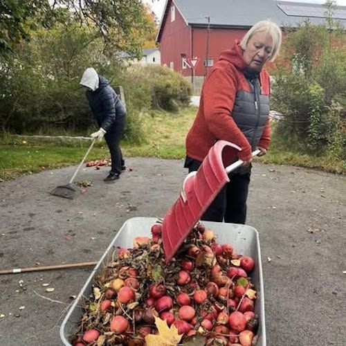 One person is using a red shovel to place apples into a metal wheelbarrow, while another is raking leaves. Grass, leafy trees, and a red building are visible in the background.